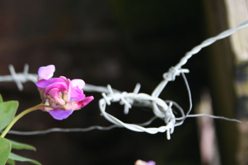 barbwire and a flower